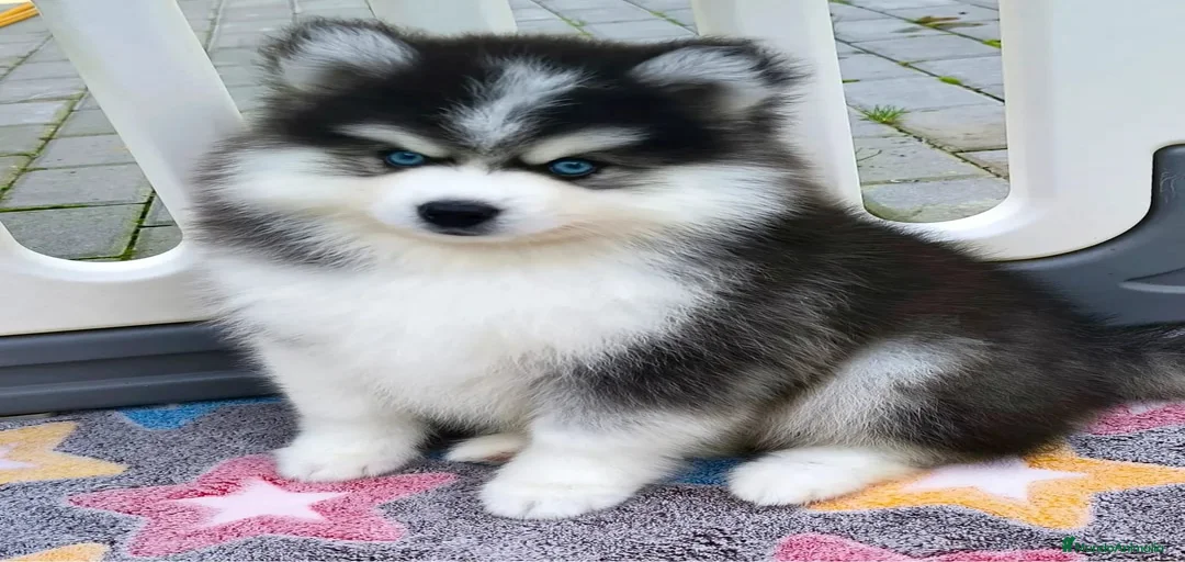 Imagen de galería {{count}}