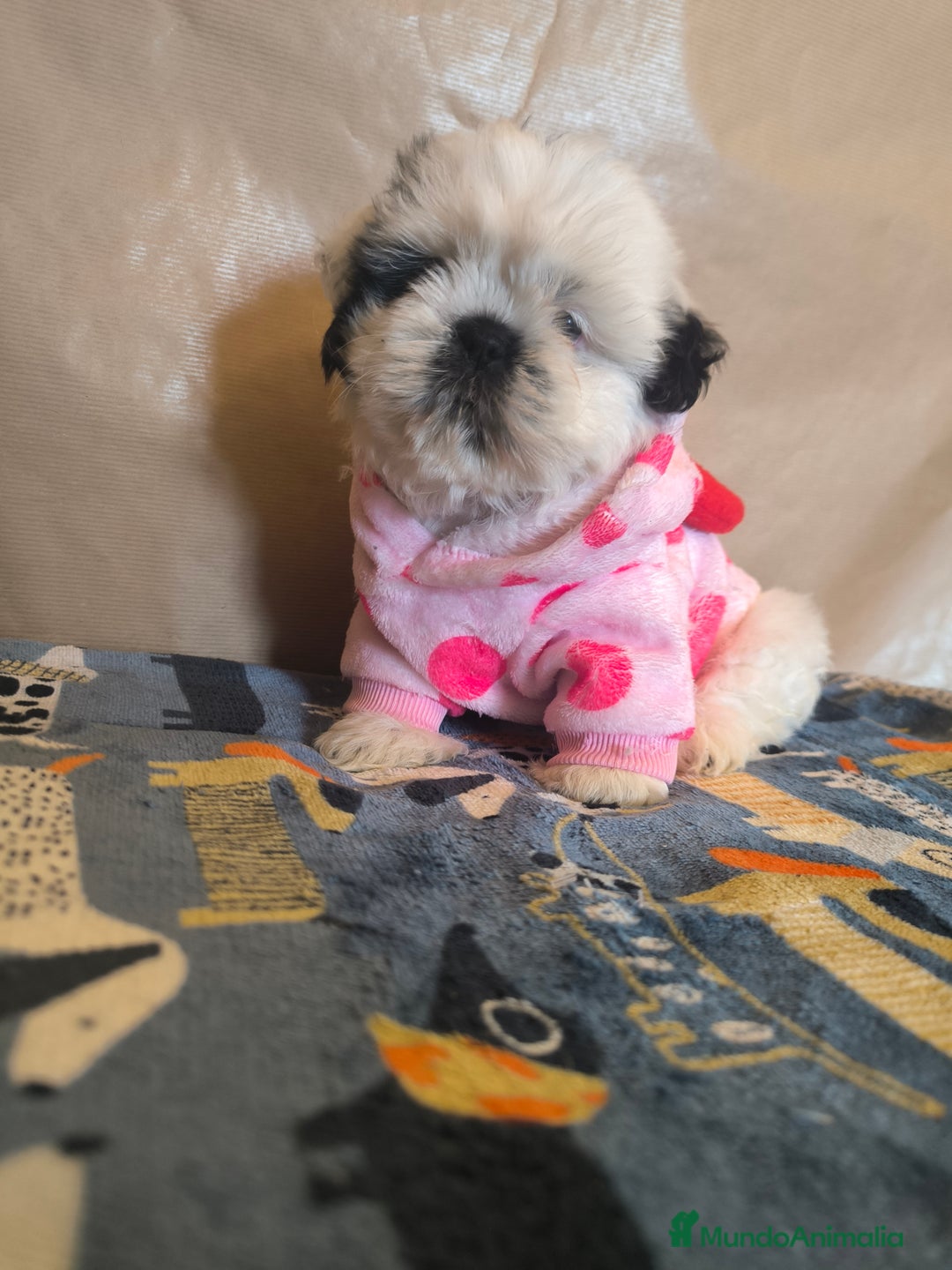 Shih Tzu perros en venta: Shitzu mini - Anuncio 7