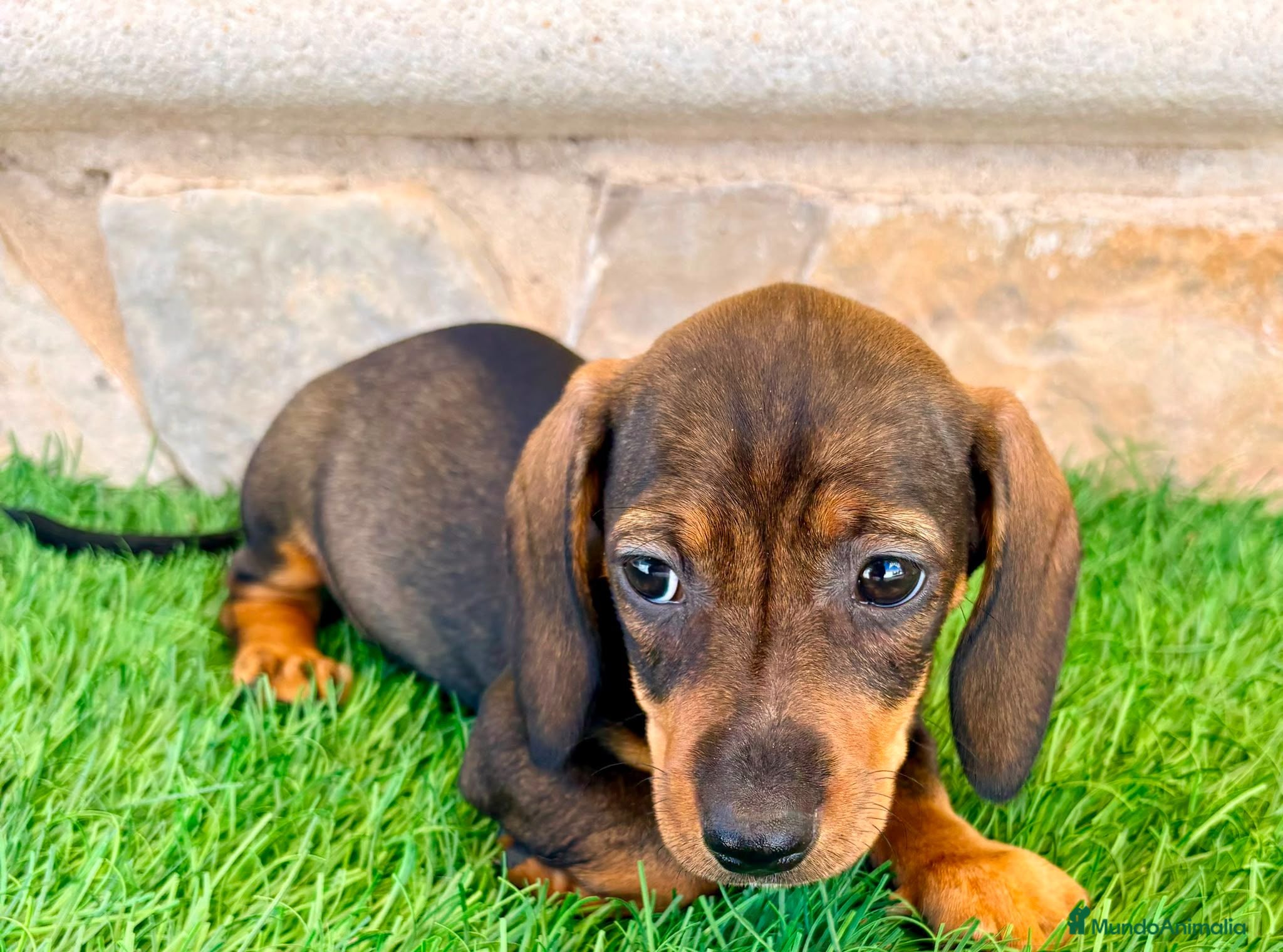 Teckel Miniatura perros Teckel Miniatura Hoja - Anuncio 1