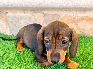 Teckel Miniatura perros Teckel Miniatura Hoja - Anuncio 3