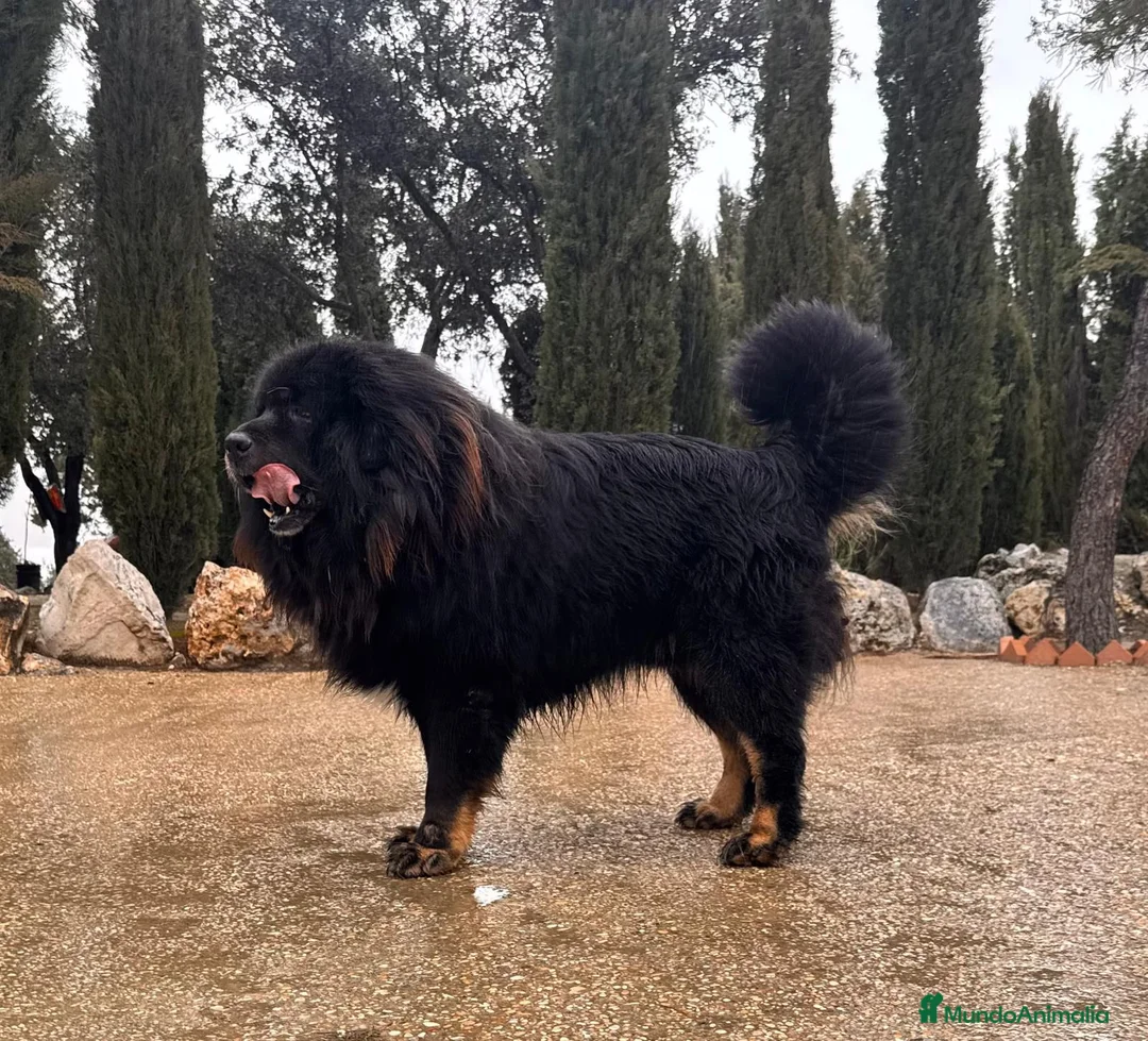 Dogo del Tíbet perros en venta: Mastin tibetano o dogo del tibet - Anuncio 1