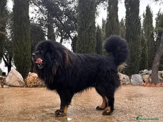 Dogo del Tíbet perros Mastin tibetano o dogo del tibet - Anuncio 4