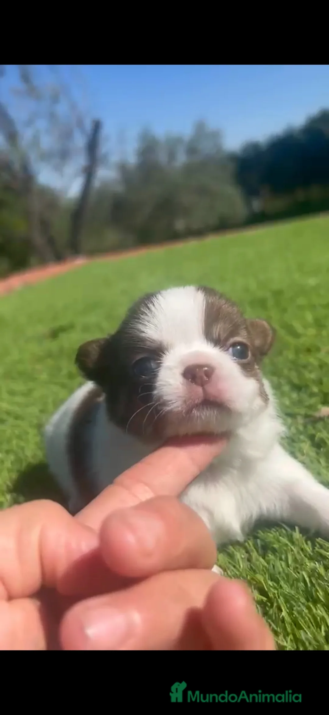 Chihuahua perros en venta: Chihuahua Toy macho bicolor  - Anuncio 2