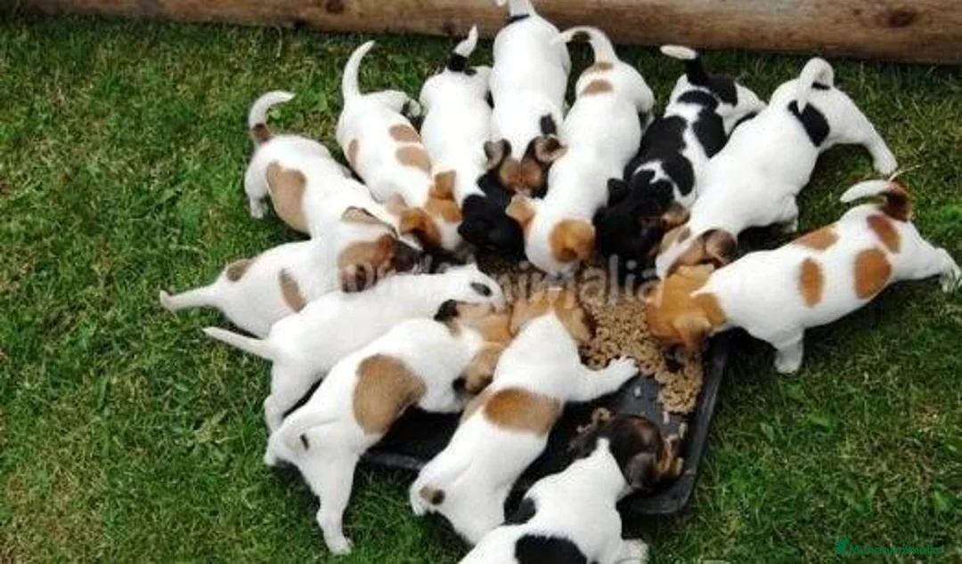 Imagen de galería {{count}}