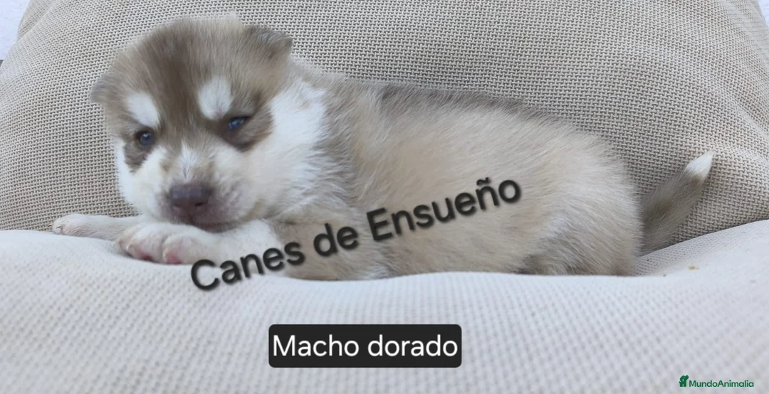 Husky Siberiano perros en venta: Husky siberiano - Anuncio 5