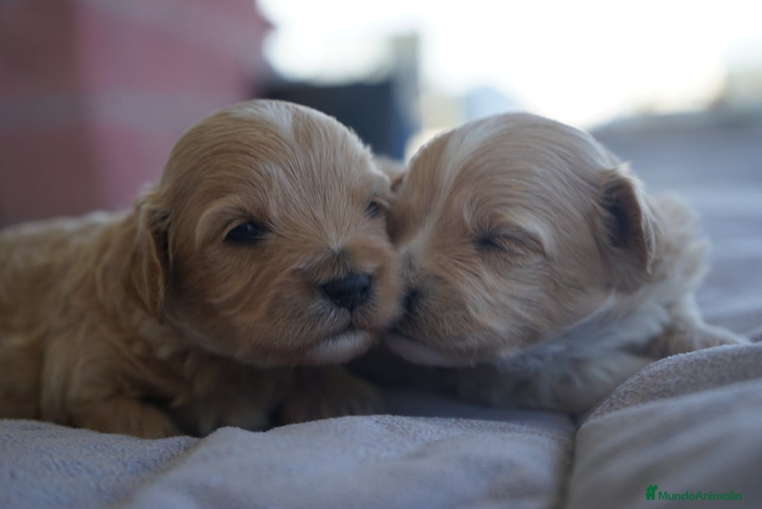 Maltipoo perros en venta: 🐾 Kepi y Harry – Maltipoo color crema ☁️ - Imagen 9