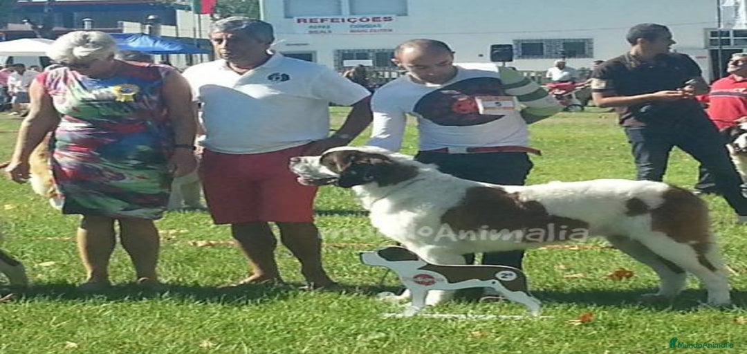 Imagen de galería {{count}}