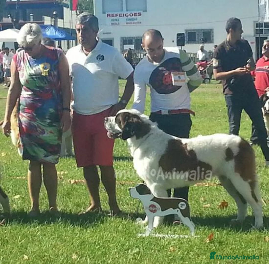 Imagen de galería {{count}}