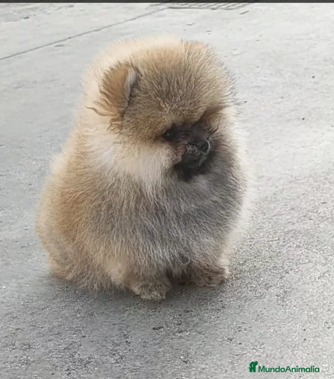 Pomerania perros en venta: EXCLUSIVOS POMERAMIAS  - Anuncio 5