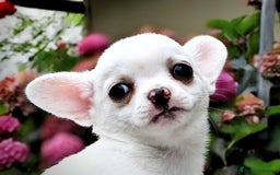 Chihuahua perros en venta: Chihuahuas toy cabeza de manzana - Imagen 2