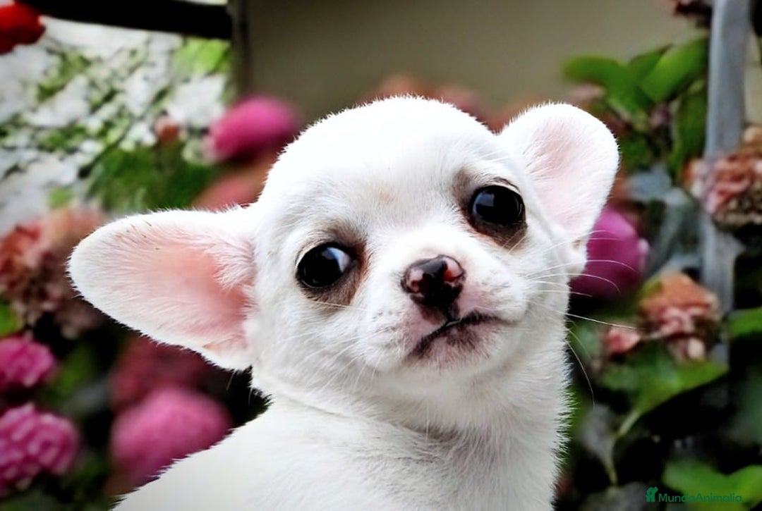 Chihuahua perros en venta: Chihuahuas toy cabeza de manzana - Imagen 2