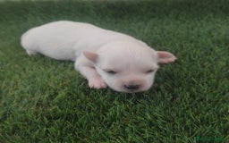 Bichón Maltés perros en venta: Bichon maltés toys - Anuncio 2