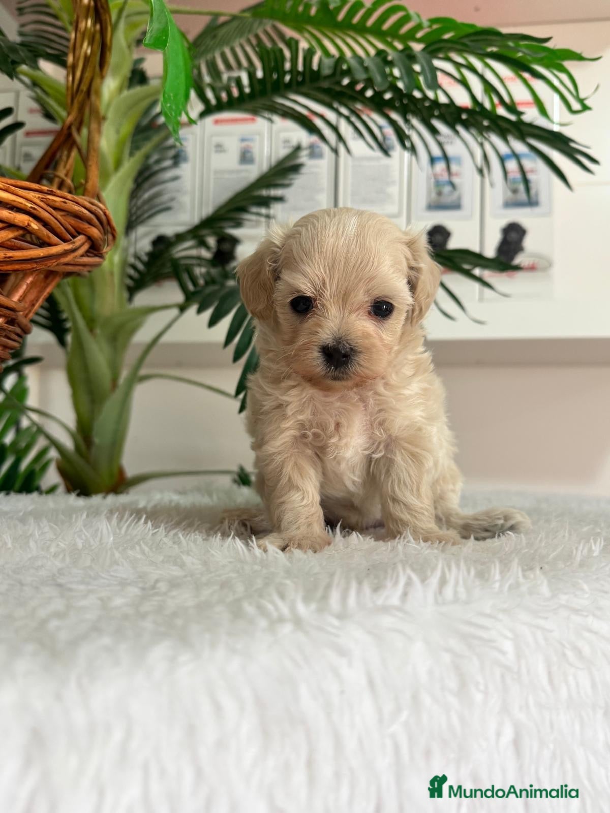 Maltipoo perros MALTIPOO COREANO - MACHO - Anuncio 1