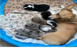 Welsh Corgi Cardigan perros en venta: Corgi Cárdigan  - Imagen 4