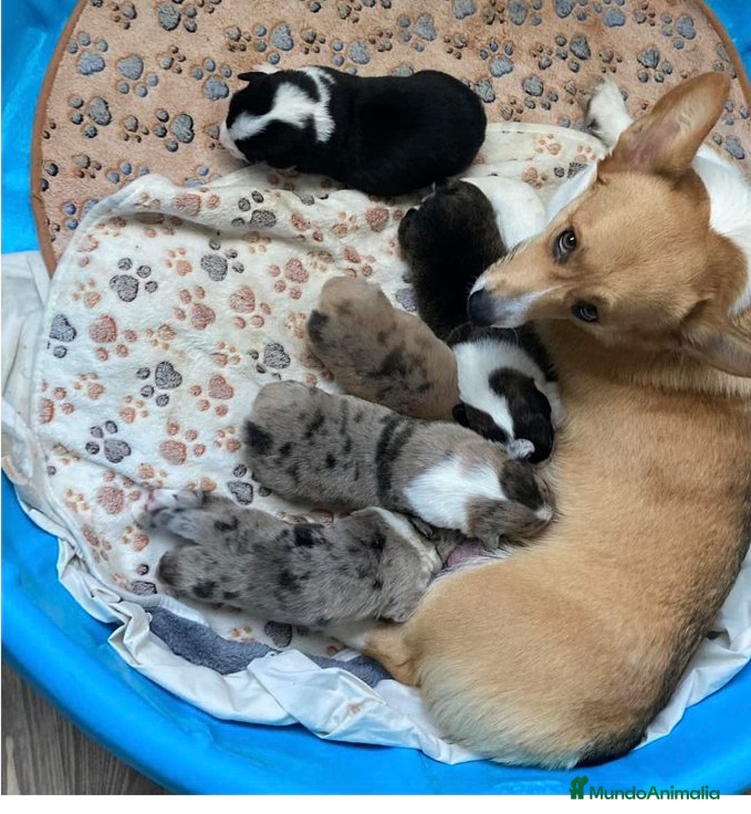 Welsh Corgi Cardigan perros en venta: Corgi Cárdigan  - Imagen 4