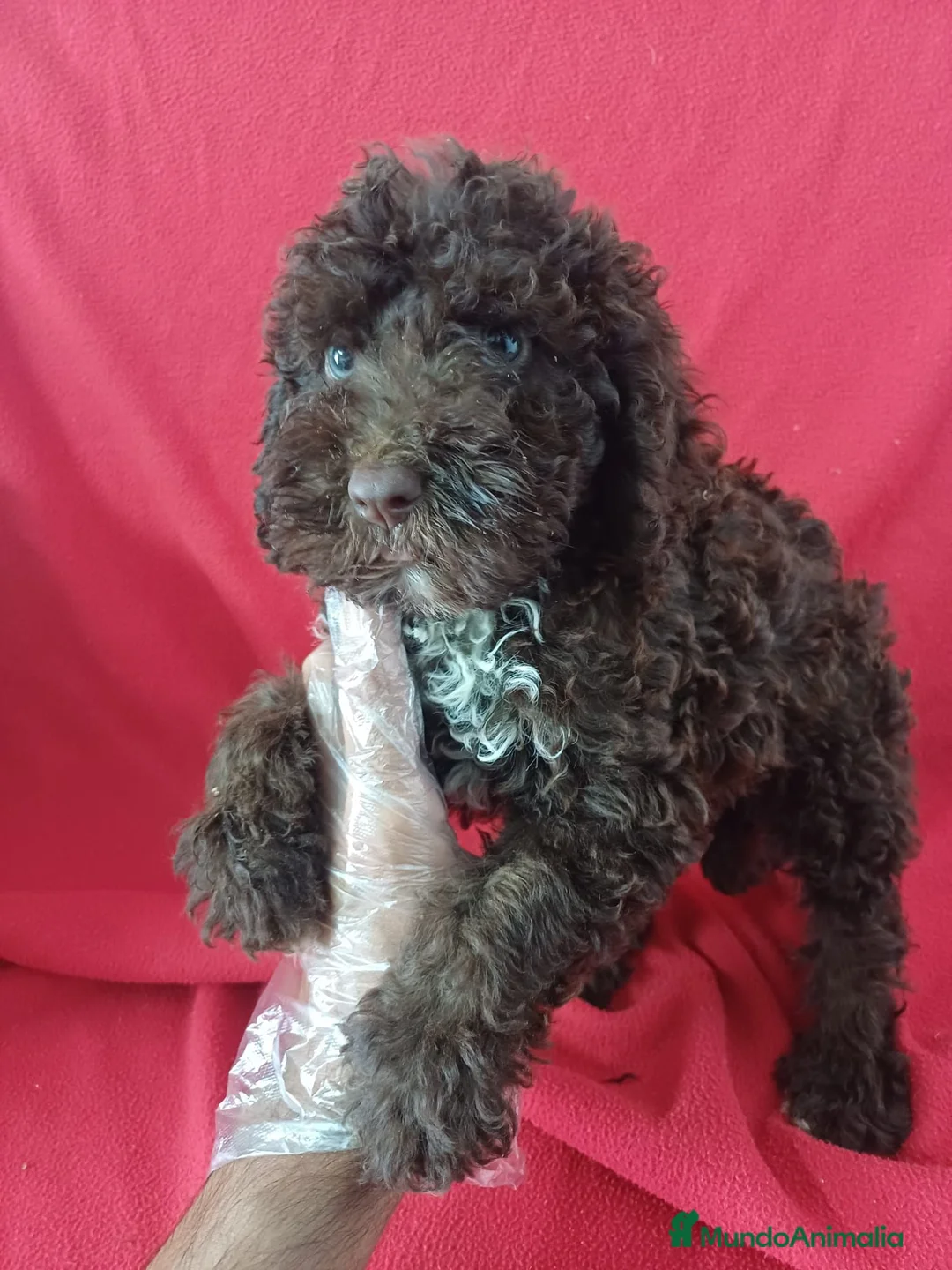 Perro de Agua Español perros en venta: Perro de Agua Español  - Anuncio 1