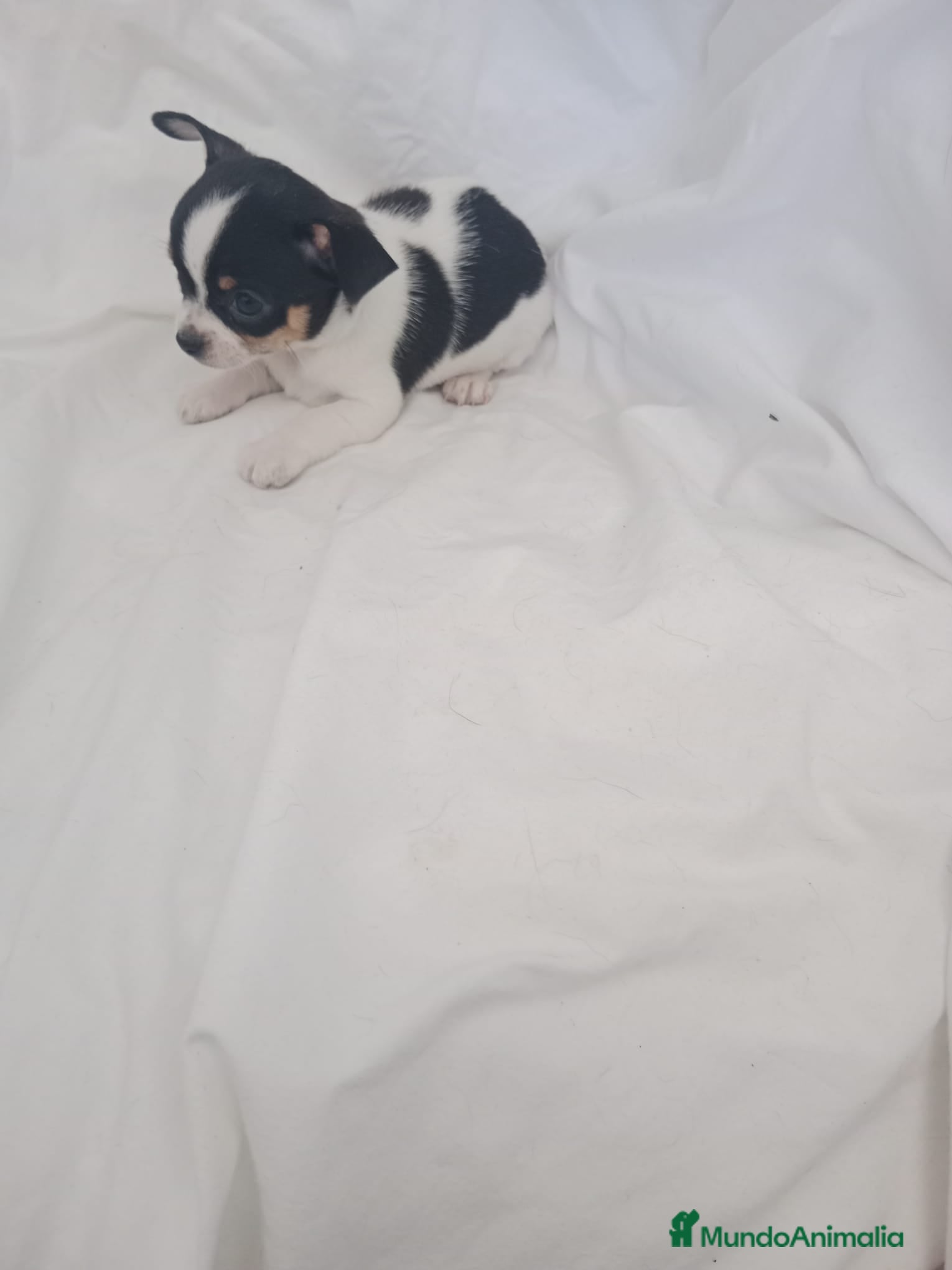 Chihuahua perros preciosos chihuahuas toy - Anuncio 2