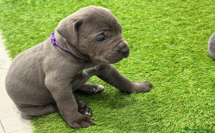 Cane Corso perros en venta - Anuncio 1