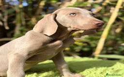 Weimaraner perros en venta: Braco de Weimar macho  - Anuncio 8