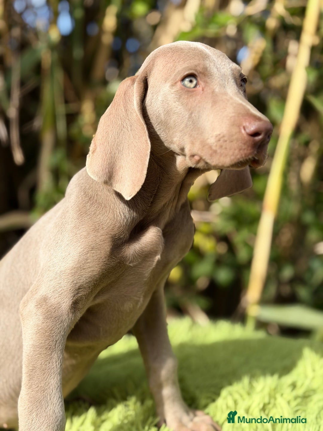 Weimaraner perros en venta: Braco de Weimar macho  - Anuncio 8