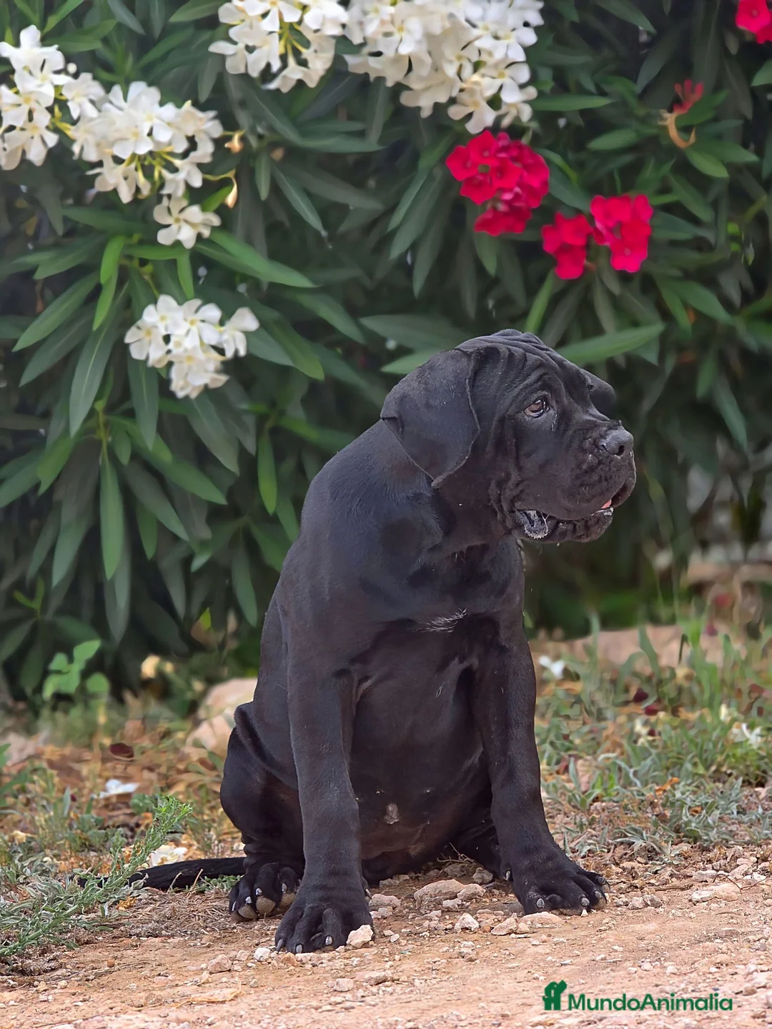 Cane Corso perros en venta: Cachorros de Cane Corso - Anuncio 4