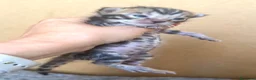 Bengalí gatos en venta: Bengali, Brown - Anuncio 3
