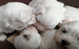 Bichón Maltés perros en venta: Bichon maltés  - Imagen 4