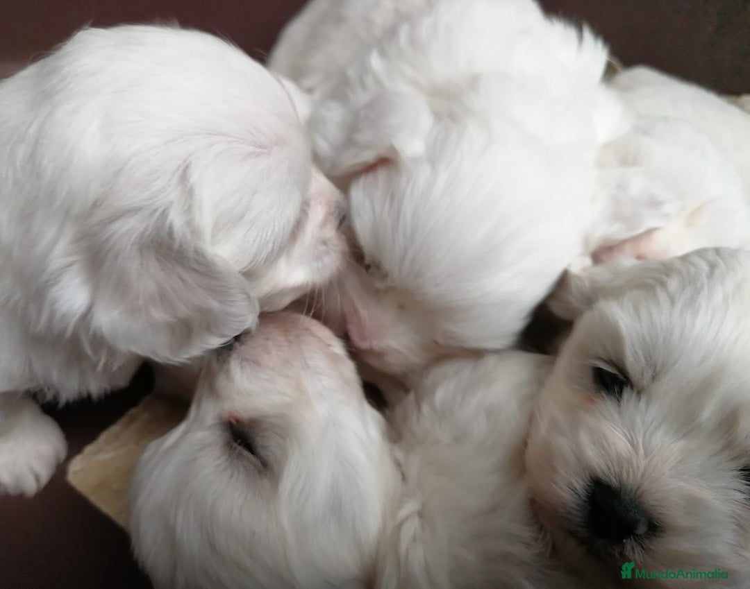 Bichón Maltés perros en venta: Bichon maltés  - Imagen 4