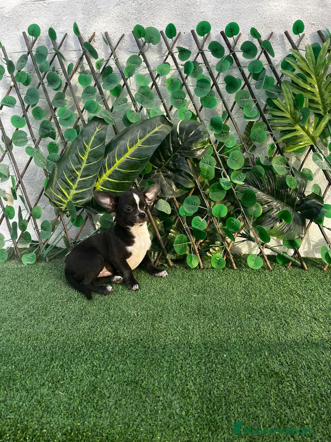 Chihuahua perros en venta: 🐾 Chihuahua macho disponible 🐶✨ - Imagen 1