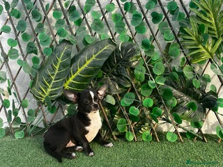 Chihuahua perros - Anuncio 28