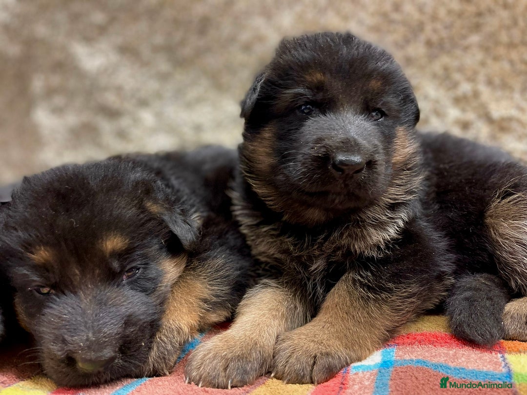 Pastor Alemán perros en venta: Súper cachorro macho pastor alemán  - Anuncio 14