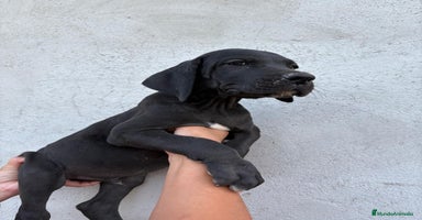 Dogo Alemán perros - Anuncio 3