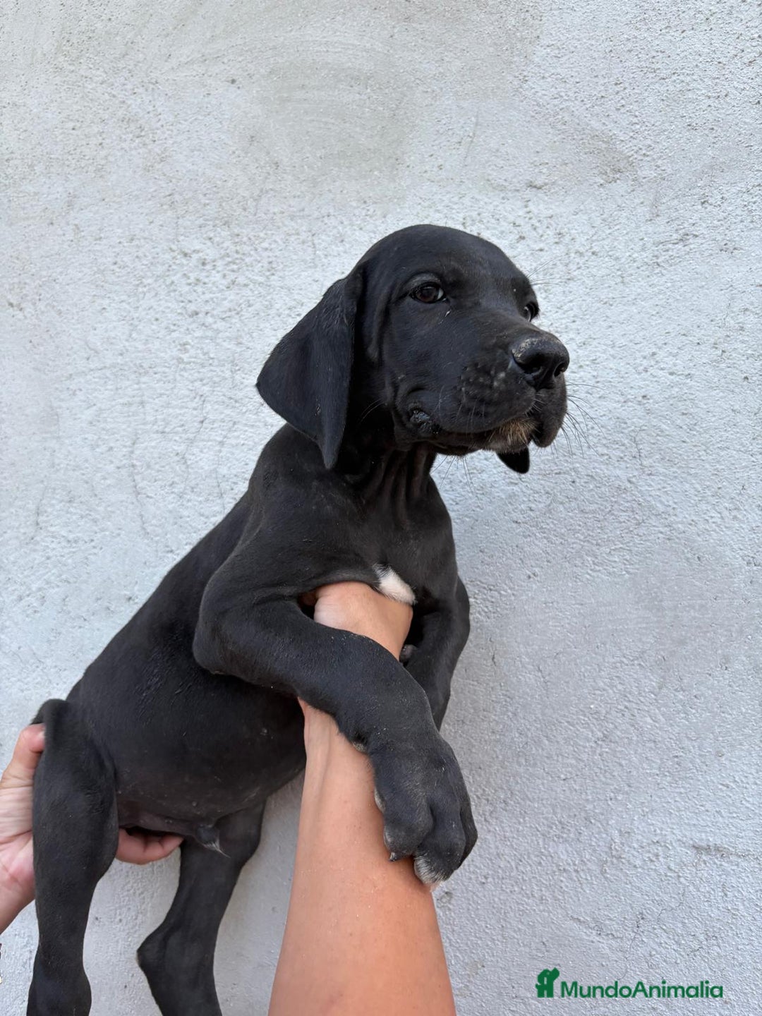 Dogo Alemán perros en venta: Gran Danés  - Imagen 2
