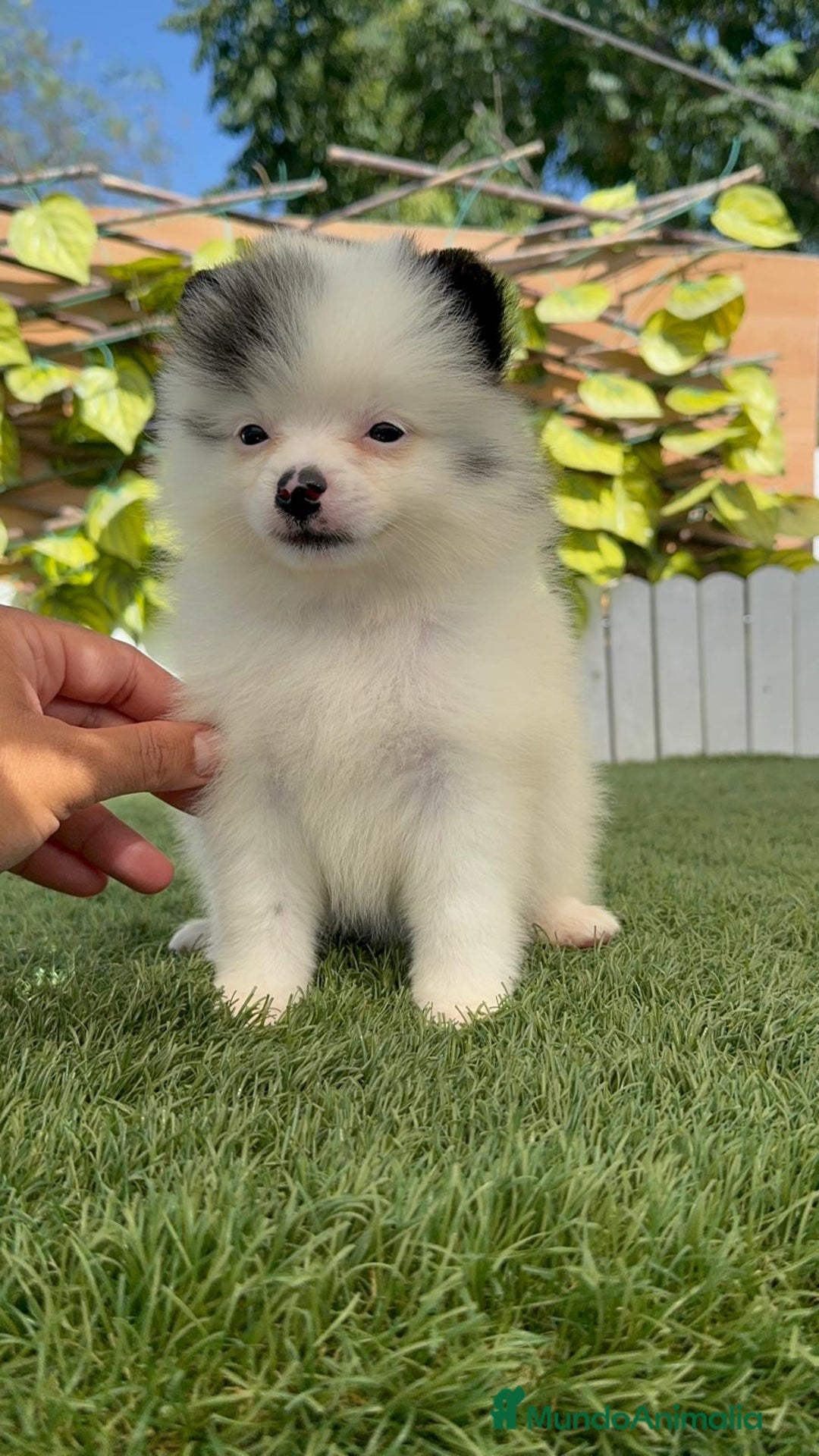 Pomerania perros en venta: POMERANIA HEMBRA BLANCA Y NEGRA - Imagen 8