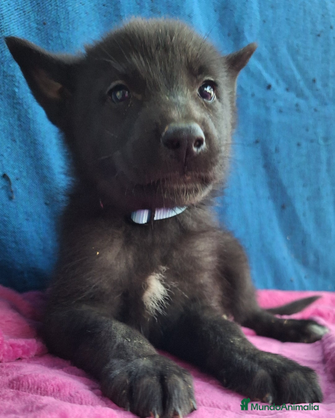 Otras razas perros en venta: PERRO LOBO AMERICANO  - Anuncio 3