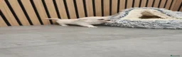 Chihuahua perros en venta: Chihuahua Toy Blanco Perla pelo largo  - Anuncio 5