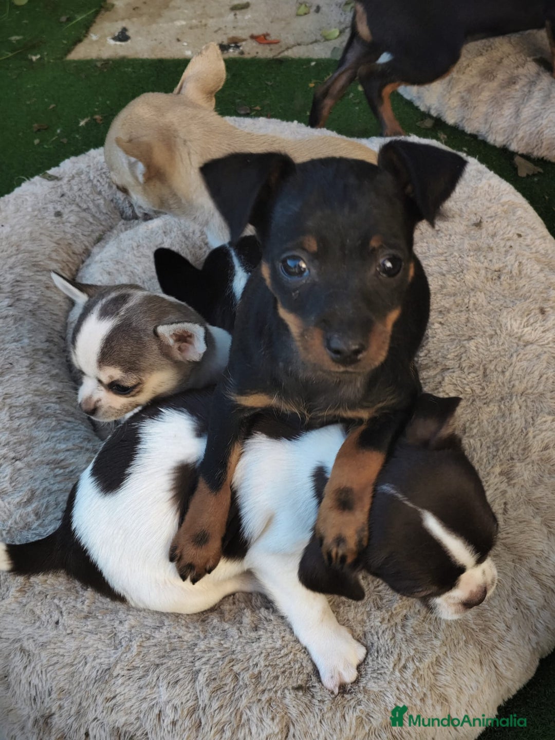 Chihuahua perros en venta: Chihuahua  - Anuncio 6