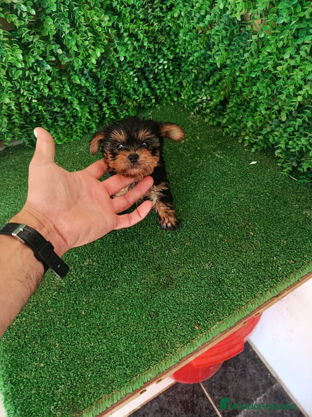 Yorkshire Terrier perros en venta: 🐾✨ Mini Yorkshire Toy Macho – ¡De Bolsillo! ✨🐾 - Imagen 6