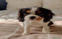 Cavalier King Charles Spaniel perros en venta: Cavalier King, una real compañía 👑🖤 - Imagen 1