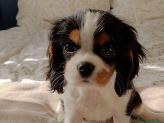 Cavalier King Charles Spaniel perros - Anuncio 15