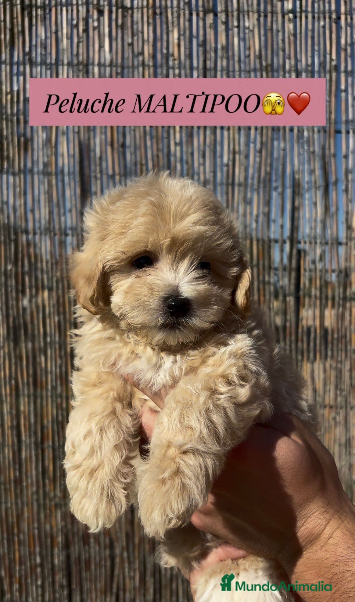 Maltipoo perros Maltipoo - Anuncio 1
