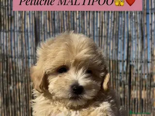 Maltipoo perros Maltipoo - Anuncio 3