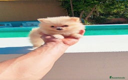 Pomerania perros en venta: Lulú de pomerania toy  - Imagen 2