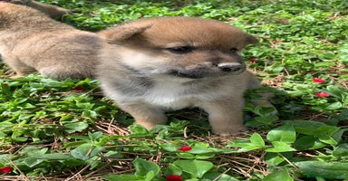 Shiba Inu perros - Anuncio 6