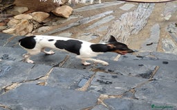 Ratonero Bodeguero Andaluz perros en venta: Hembrita  - Imagen 1