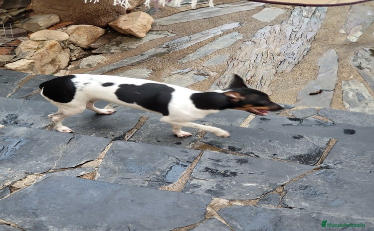 Ratonero Bodeguero Andaluz perros - Anuncio 2