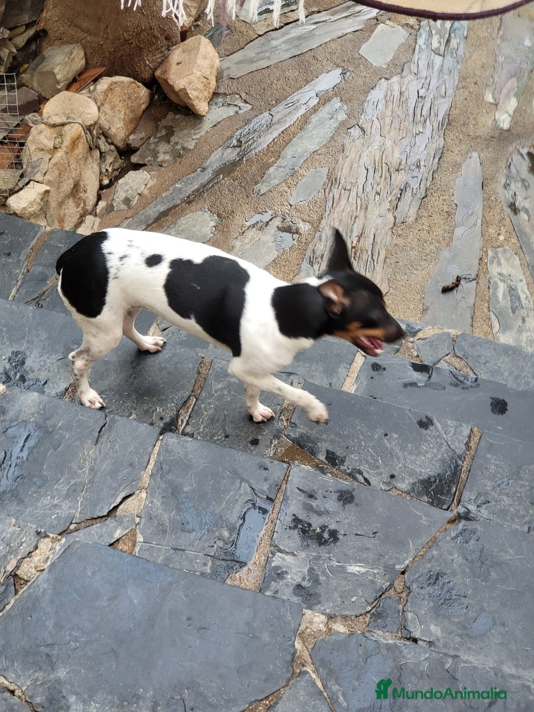 Ratonero Bodeguero Andaluz perros en venta: Hembrita  - Imagen 1