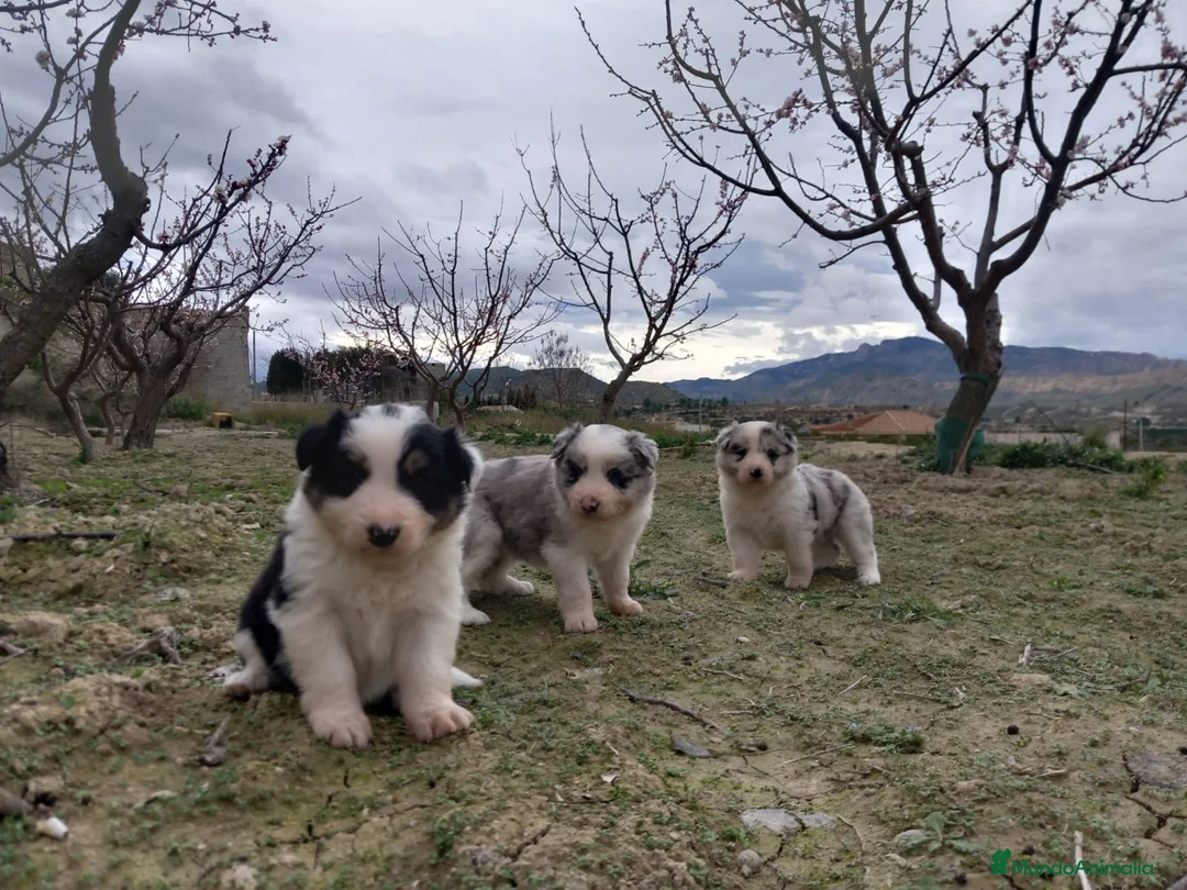 Border Collie perros en venta: Border collie blue merle y tricolor  - Anuncio 1