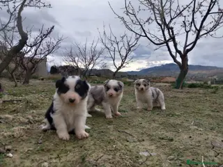 Border Collie perros Border collie blue merle y tricolor - Anuncio 1