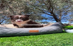 Border Collie perros en venta: BORDER COLLIE CHOCOLATE CAMADA - Imagen 4
